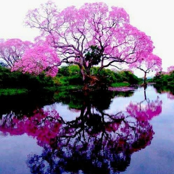 Meet your Posher, Nicole***Posh Ambassador*** - Picture 2 of 2